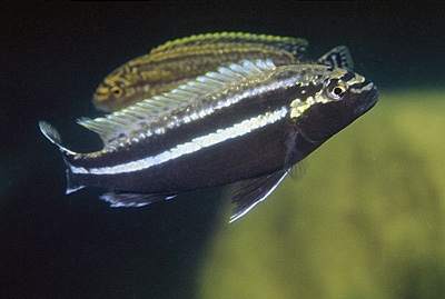 Melanochromis auratus 'Mbenji Island'